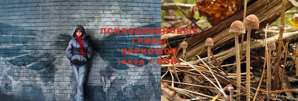 прущие грибы Беломорск